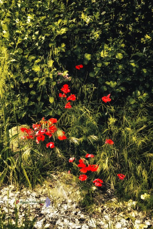 Amapolas, contraste en rojo Reducc.jpg